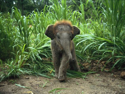 Такие милые слонята (30 фото) Предлагаю, взглянуть, обычных, невероятно, милых, забавных, слоников, Конечно, будущем, вырастут, самых, больших, млекопитающих, земле, прелестны, восхитительны