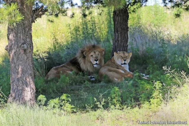 Муж-лев оставался рядом со своей больной женой до самого конца (5 фото)