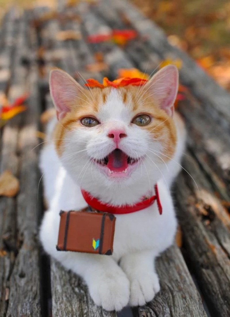 Забавные фотографии, где кошки показывают свои  довольные мордашки и счастье (30 фото)