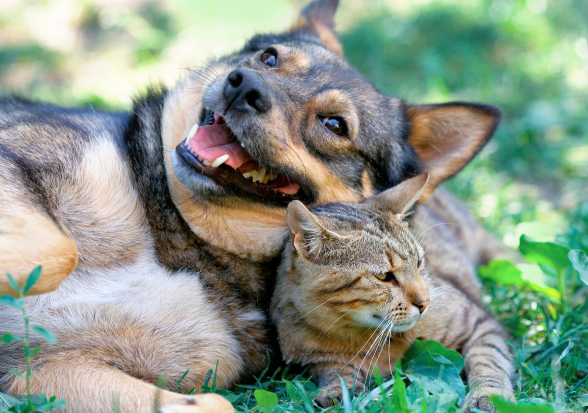 Кошки и собаки - лучшие друзья! (30 фото)