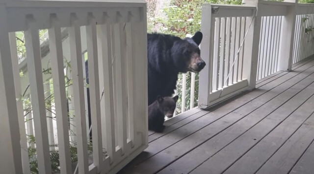 Медведица привела показать своих медвежат человеку, с которым дружит годами (8 фото + видео)