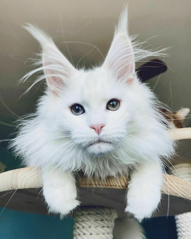 Потрясающие фотографии кошек породы мейн-кун, которые достойны того, чтобы вы их увидели (25 фото)