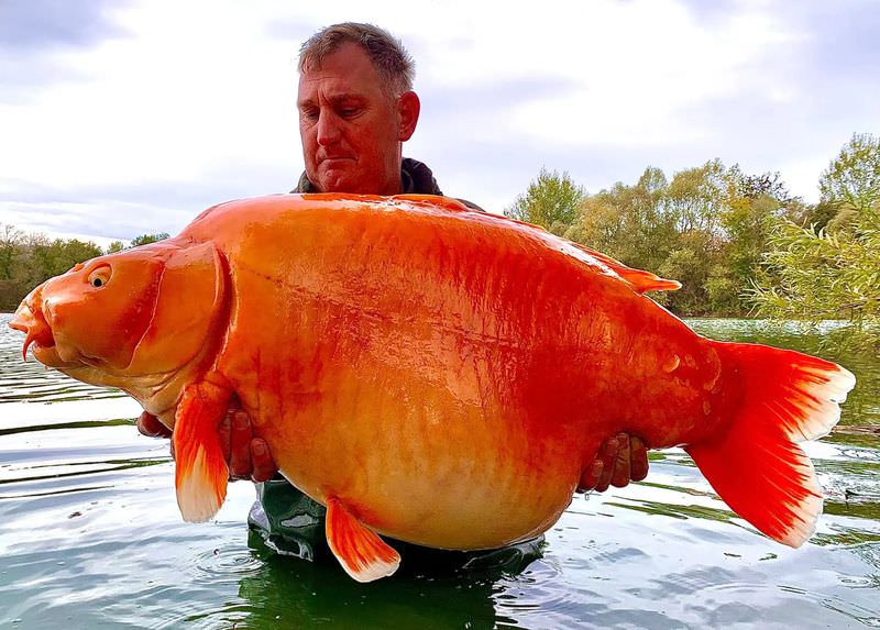 Рыбак поймал огромную золотую рыбу и назвал её Морковкой (фото+видео)
