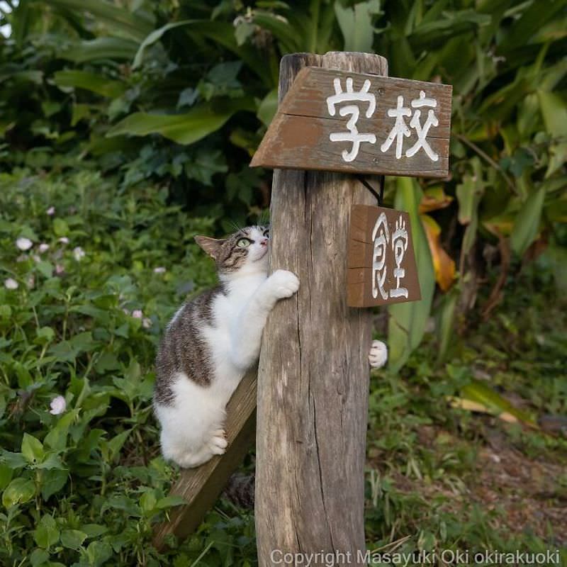 Забавные фотографии бездомных кошек, сделанные японским фотографом (49 фото) Масаюки, пушистых, Источник, сделать, могут, существа, которую, гримасу, возможную, КАЖДУЮ, имеем, каждую, документирует, существ, спящих, японский, нарядных, портреты, милые, представлять