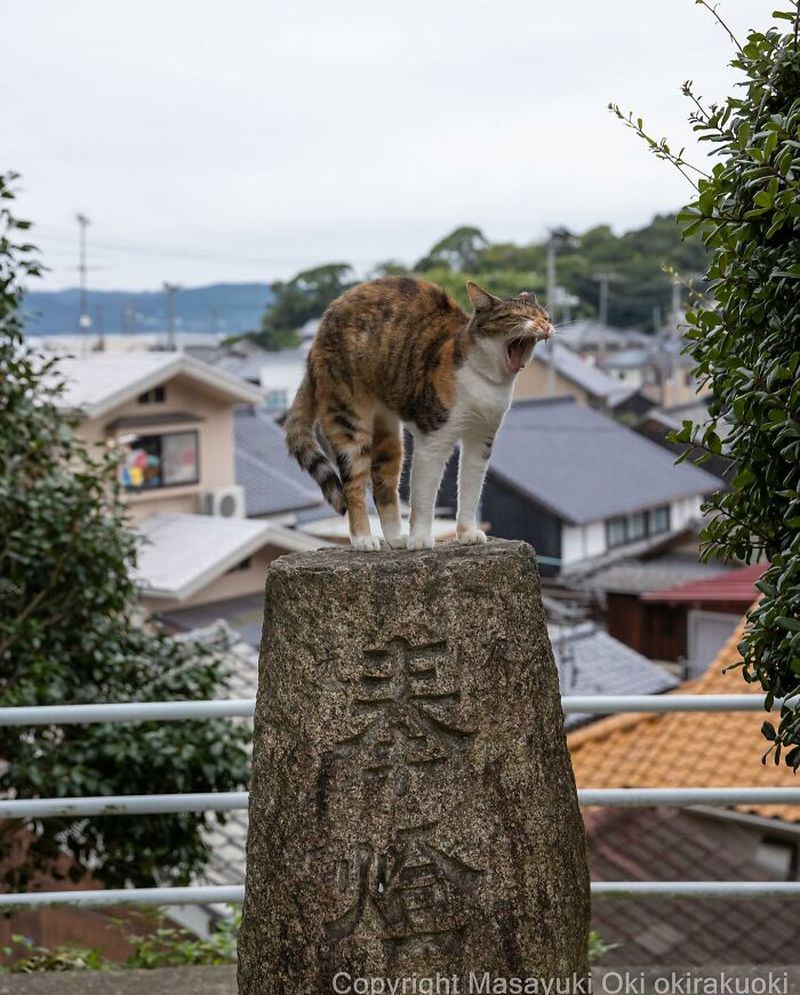 Забавные фотографии бездомных кошек, сделанные японским фотографом (49 фото) Масаюки, пушистых, Источник, сделать, могут, существа, которую, гримасу, возможную, КАЖДУЮ, имеем, каждую, документирует, существ, спящих, японский, нарядных, портреты, милые, представлять