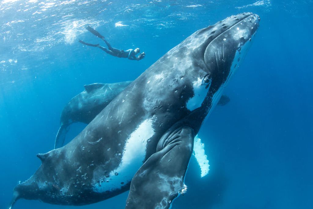 Фотографии горбатых китов, играющих в океане (13 фото)