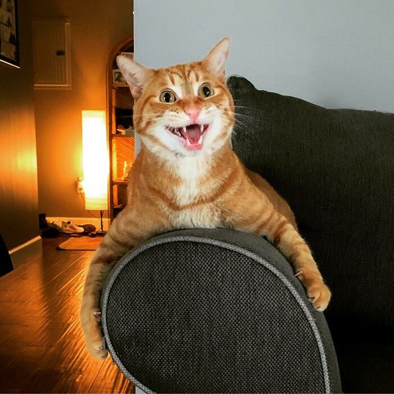 Забавные фотографии рыжих кошек, где они ведут себя глупо (35 фото)