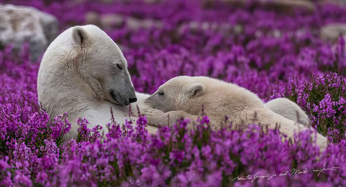 Фотографии белых медведей, отдыхающих на цветочных полях летом в Арктике (9 фото)