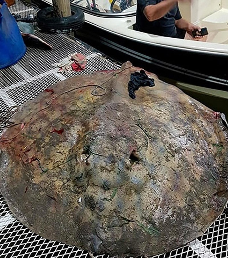 В Аргентине рыбак выловил из реки 250-килограммового ската