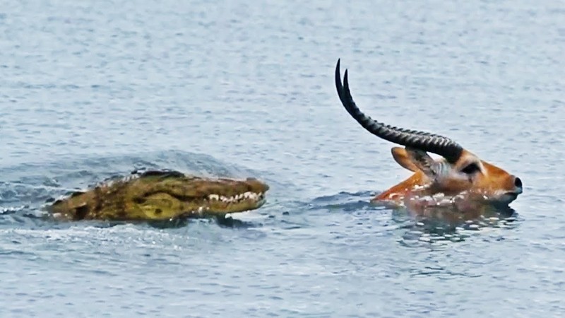 Умопомрачительная гонка крокодила за антилопой в воде