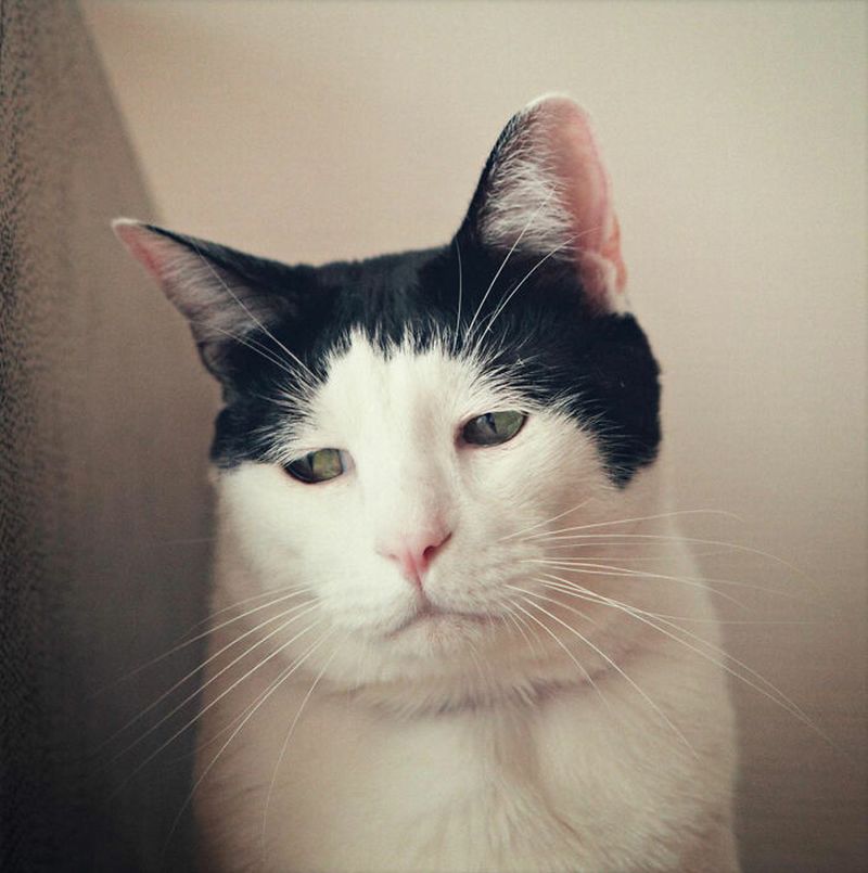 Познакомьтесь с Панчо, котом, который покорил Интернет своей грустной улыбкой (16 фото)