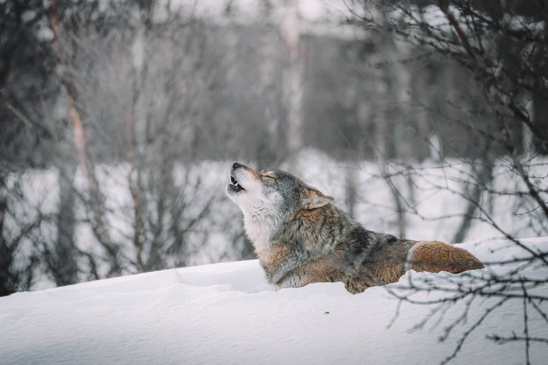 Какие породы собак будут выть в ответ волкам?