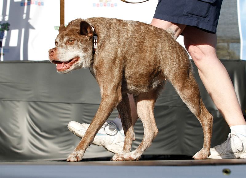 В США стартовал прием заявок на конкурс «Самая уродливая собака мира-2023»