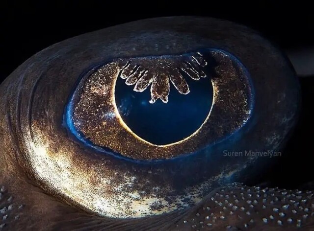 Глаза животных крупным планом в фотографиях Сурена Манвеляна (20 фото)