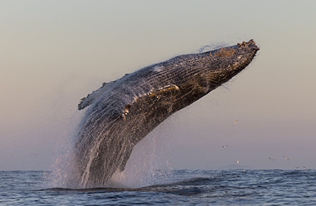 Поразительные фотографии горбатых китов (11 фото)