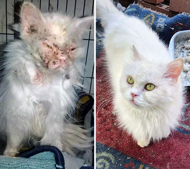 Спасённые кошки до и после того, как нашли дом и любящих хозяев (34 фото)