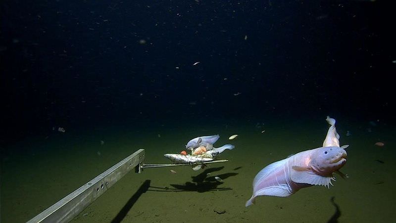 Самую глубоководную рыбу в мире впервые сняли на видео