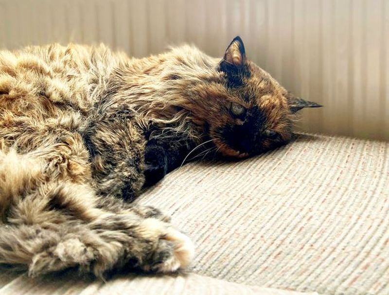 Найдена самая старая кошка в мире