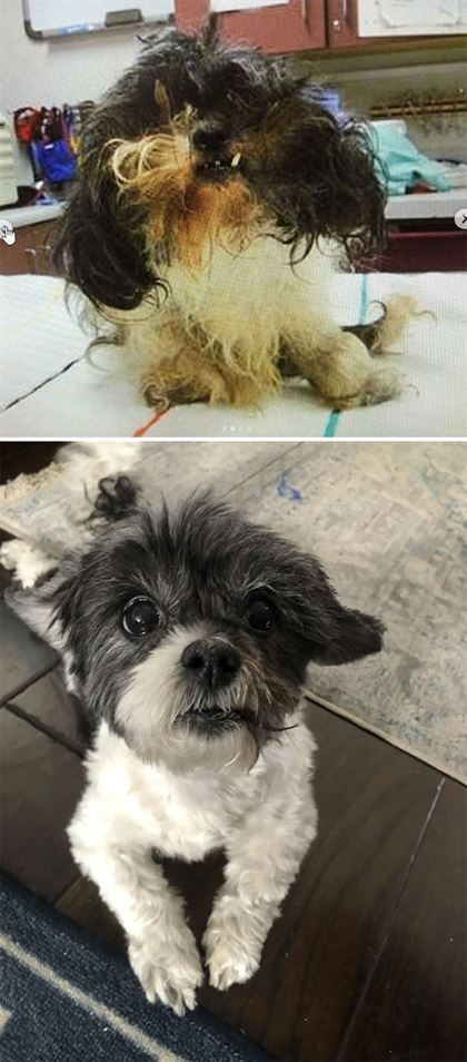 Фотографии спасённых собак до и после того, как они нашли себе любящий дом (25 фото)