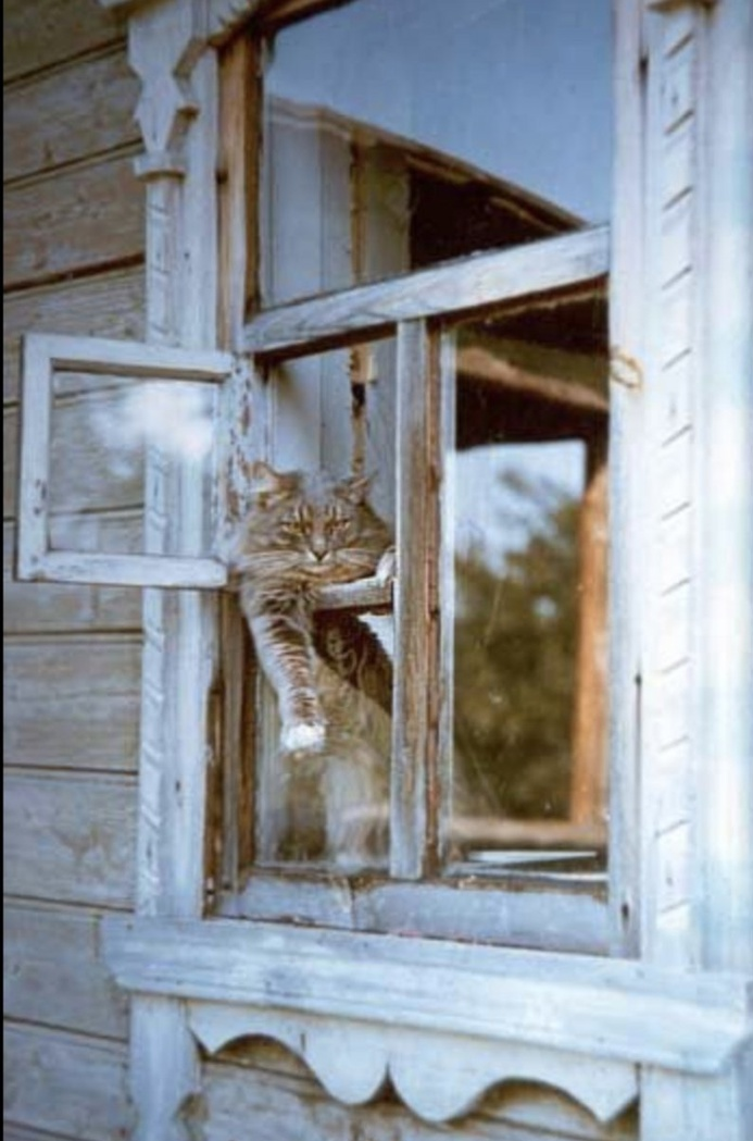 Кот открывает окно. Кошки на окошке. Кот на окне. Деревенская кошка. Коты в деревне на окне.