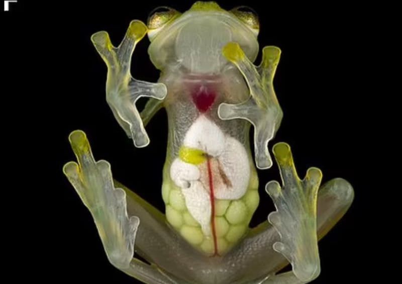 Почему у стеклянных лягушек прозрачные брюшки?