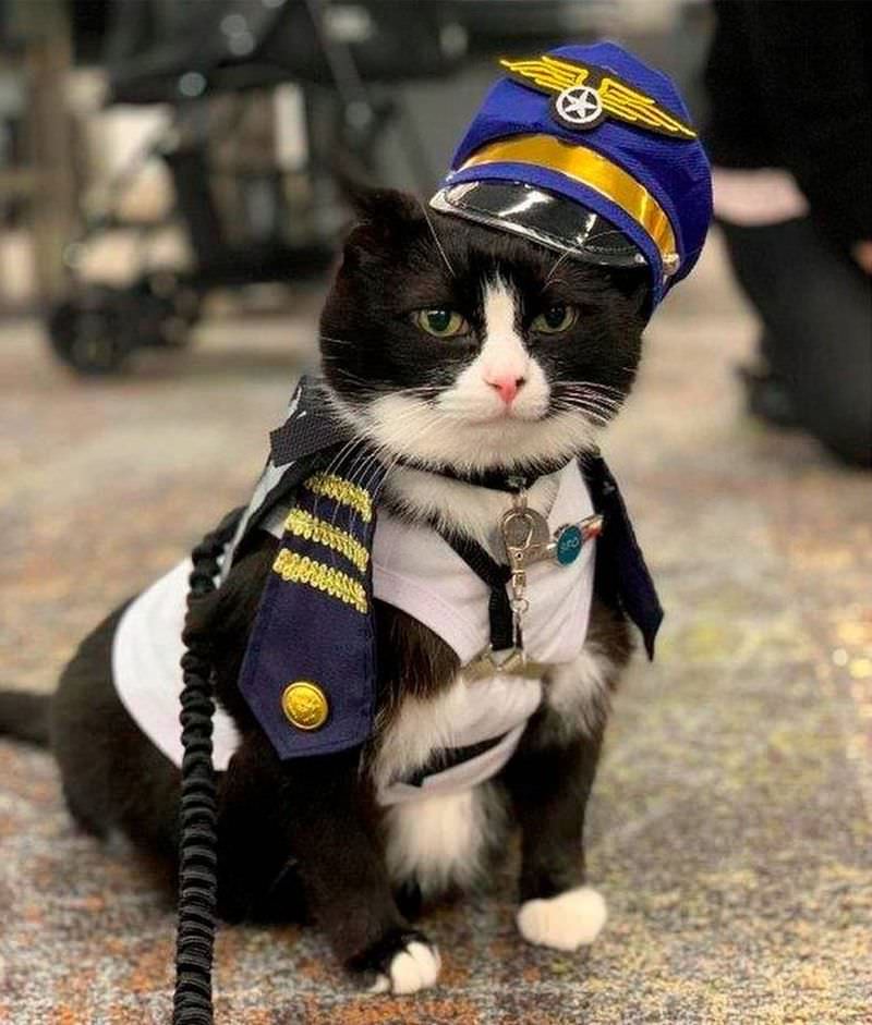 В США дружелюбного кота взяли на службу в аэропорт