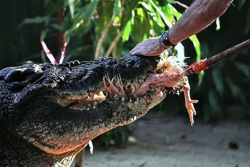 Самому большому крокодилу  Кассиусу исполнилось 120 лет! (2 фото)