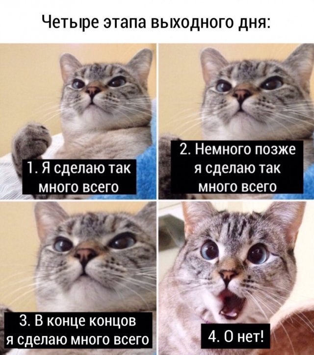 Смешные картинки кошек с надписями (15 фото)