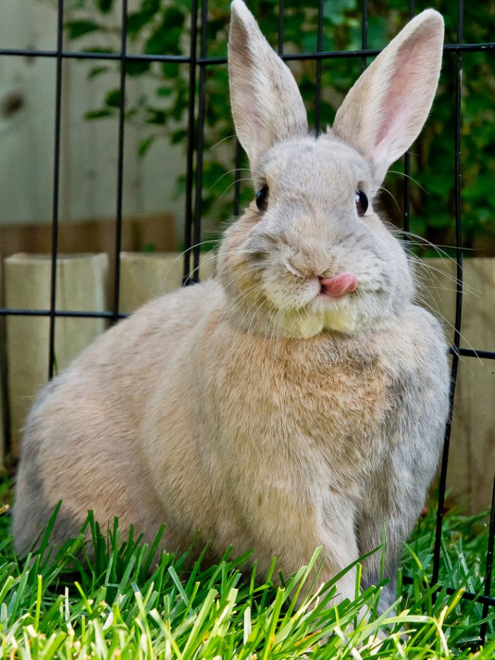 Кролики показывают язык (15 фото)