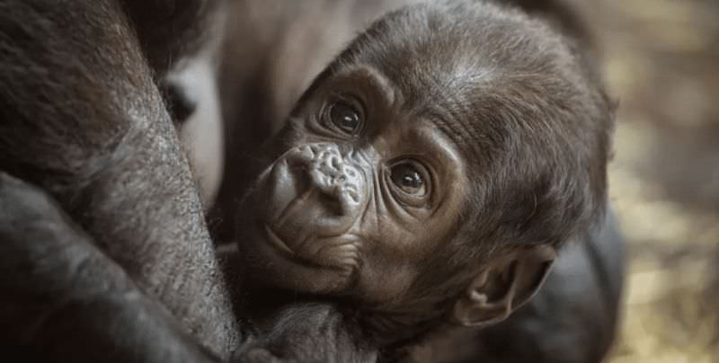 В США «самец» гориллы родил детеныша