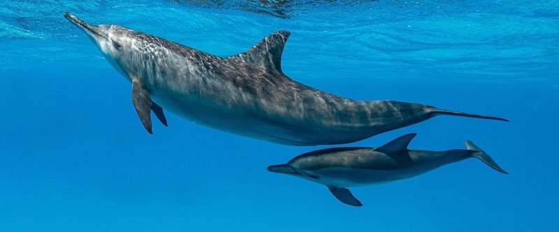 Раскрыт секрет общения самок дельфинов с детёнышами