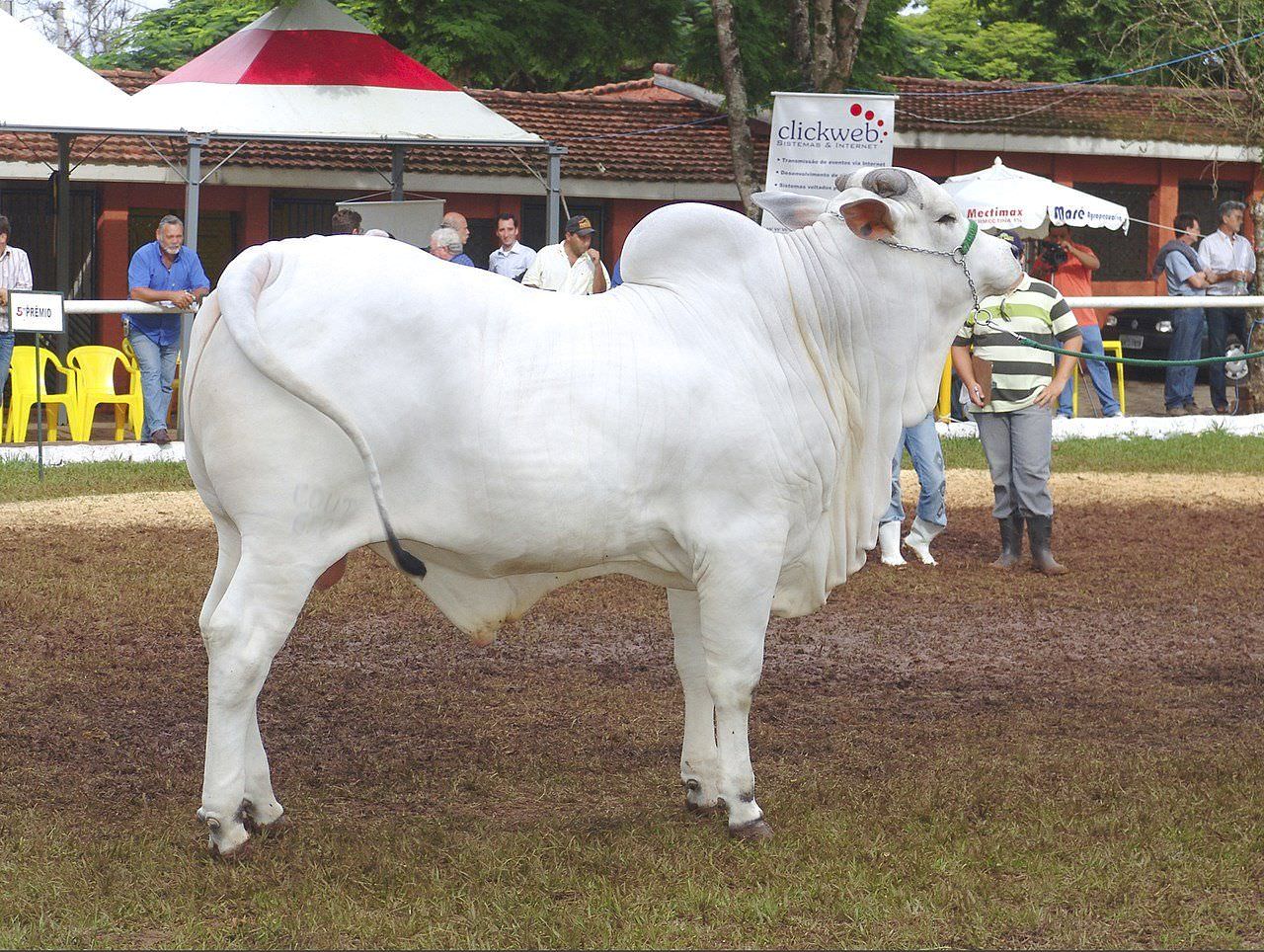 Корова породы Нелор стала самой дорогой коровой в мире