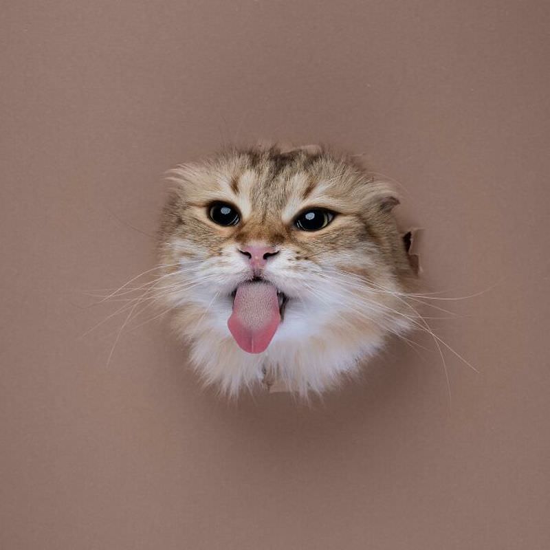 Фотографии кошек, пересекающих бумажную стену (18 фото)