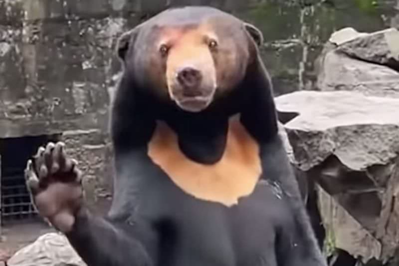 Стоящего на задних лапах медведя обвиняют в том, что он переодетый человек (2 фото+видео)