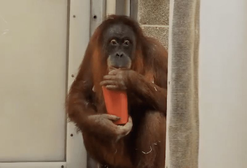 В зоопарке вылечили орангутанга от утренней тошноты чаем для беременных (2 фото)