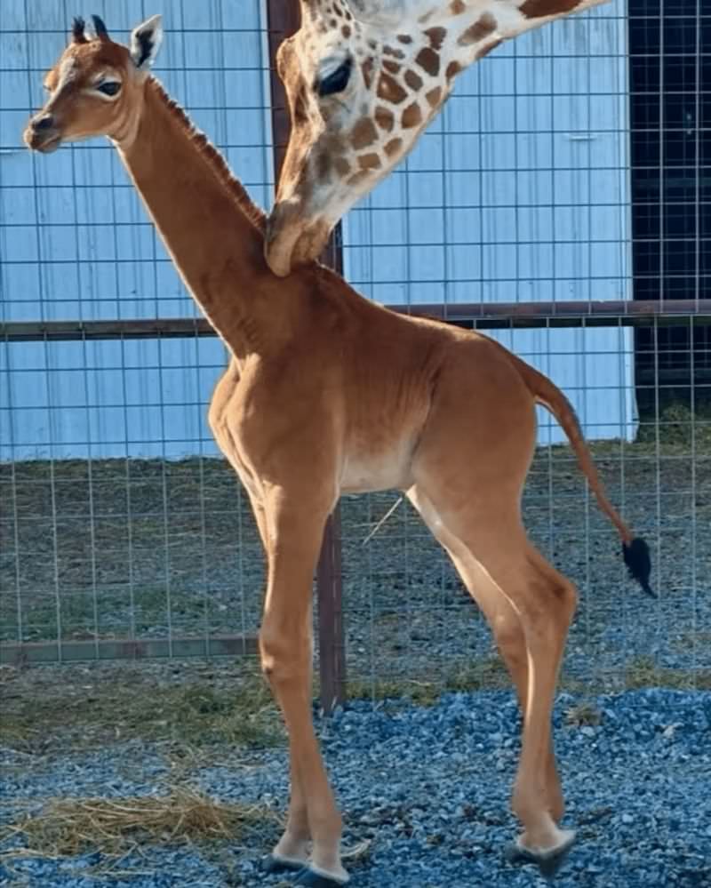 В зоопарке Теннесси родился единственный в мире жираф без пятен