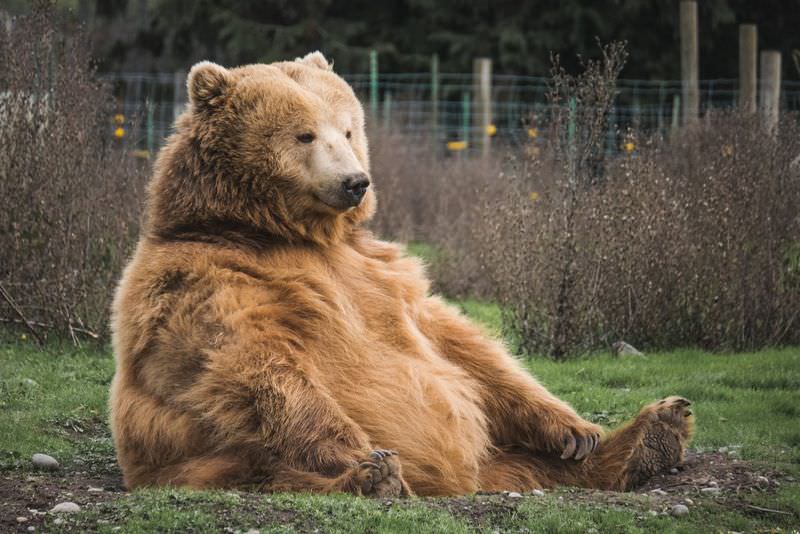 В США медведь заявился на свадьбу и съел все десерты
