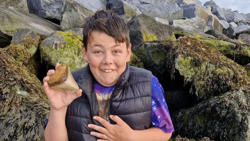Ребенок нашел на пляже зуб одной из самых больших рыб всех времен (2 фото)