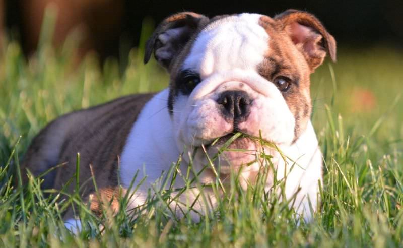 Зачем собаки едят траву?