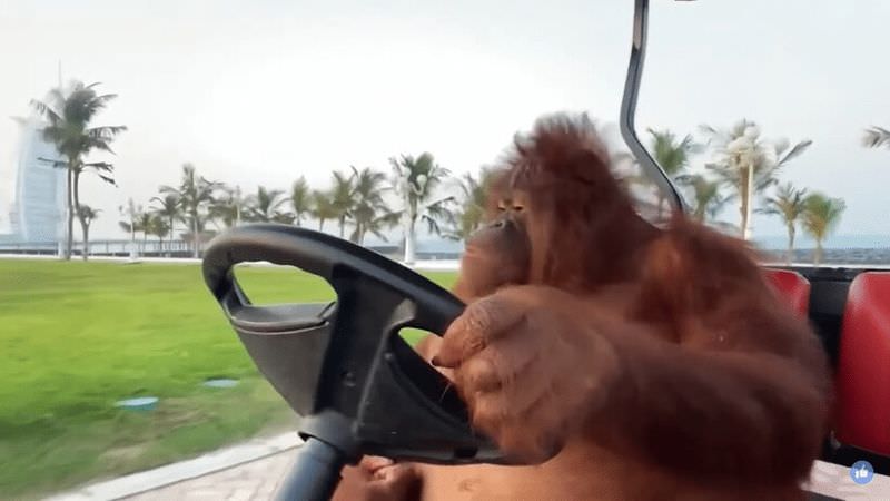 Самка орангутана из Дубая освоила вождение электрокара (2 видео)