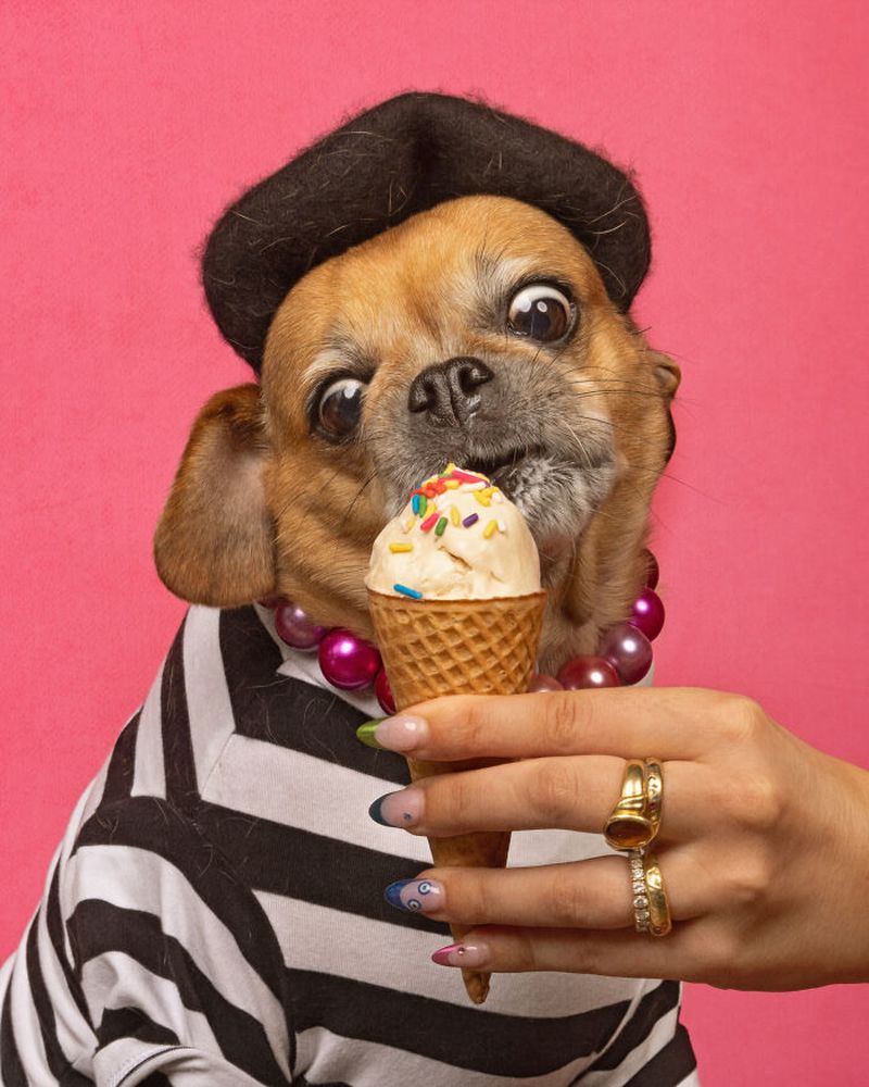 Забавная серия фотографий собак с мороженым (19 фото)