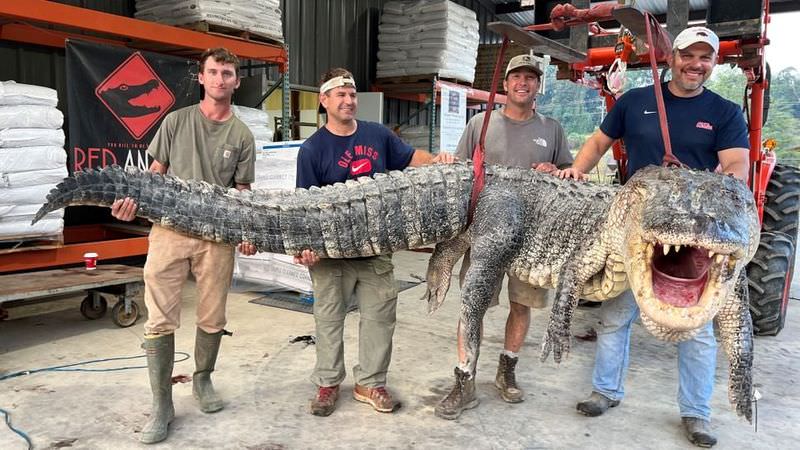 В США поймали самого большого аллигатора в истории