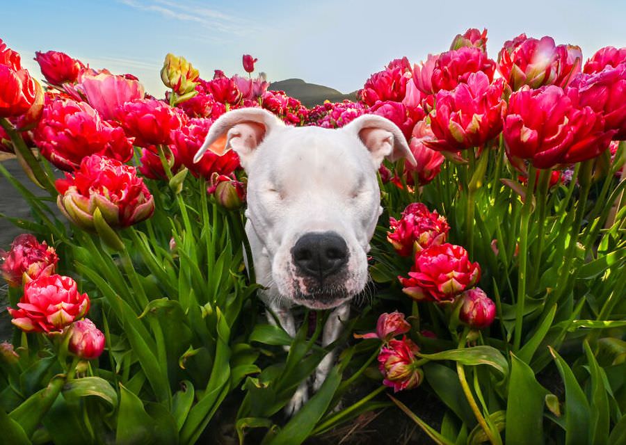 Фотографий собак ​​на цветочных полях (18 фото)