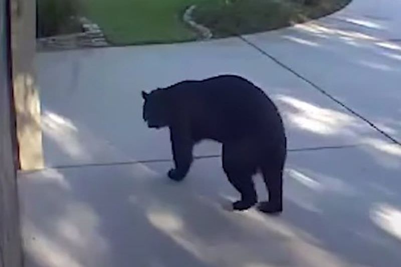 В США трехлапый медведь  забрался в дом и напился