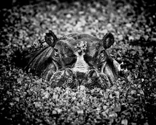 Фотограф дикой природы Лоран Баё запечатлел потрясающие чёрно-белые фотографии Африки (20 фото)