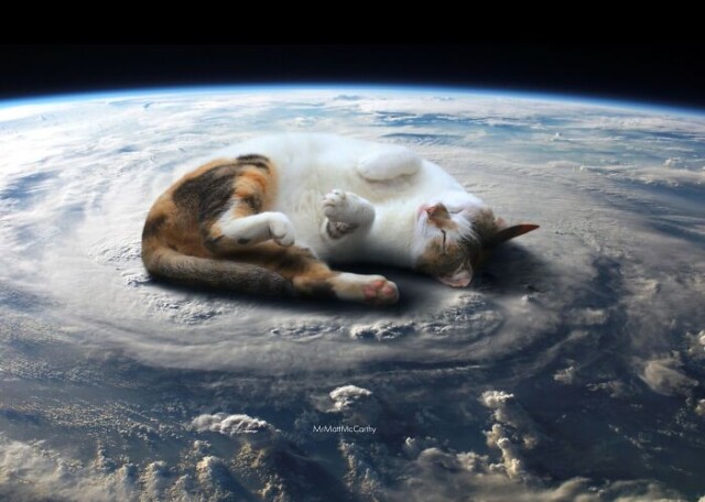 Если бы гигантские кошки захватили мир (22 фото)