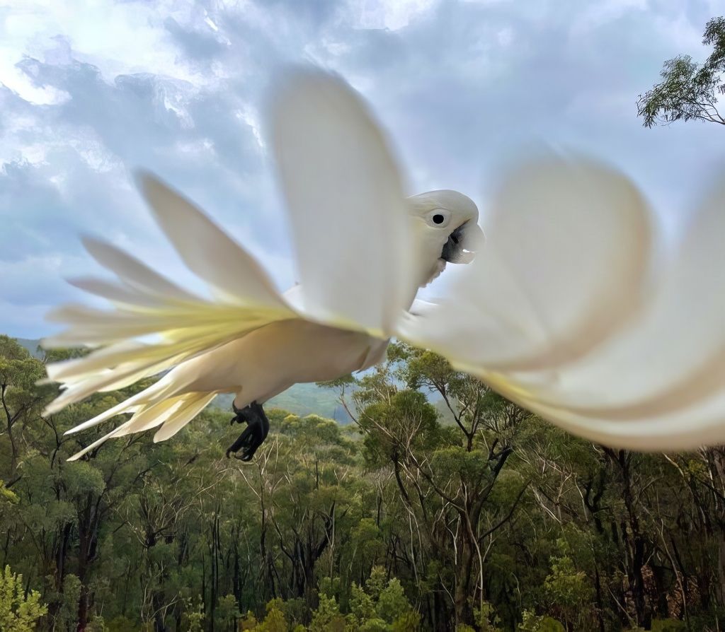 Лучшие снимки 2023 года австралийских птиц (33 фото)
