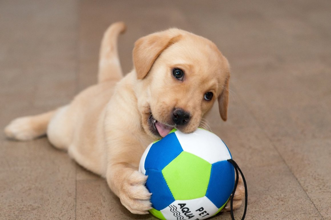 Собаки с мячиками (20 фото)