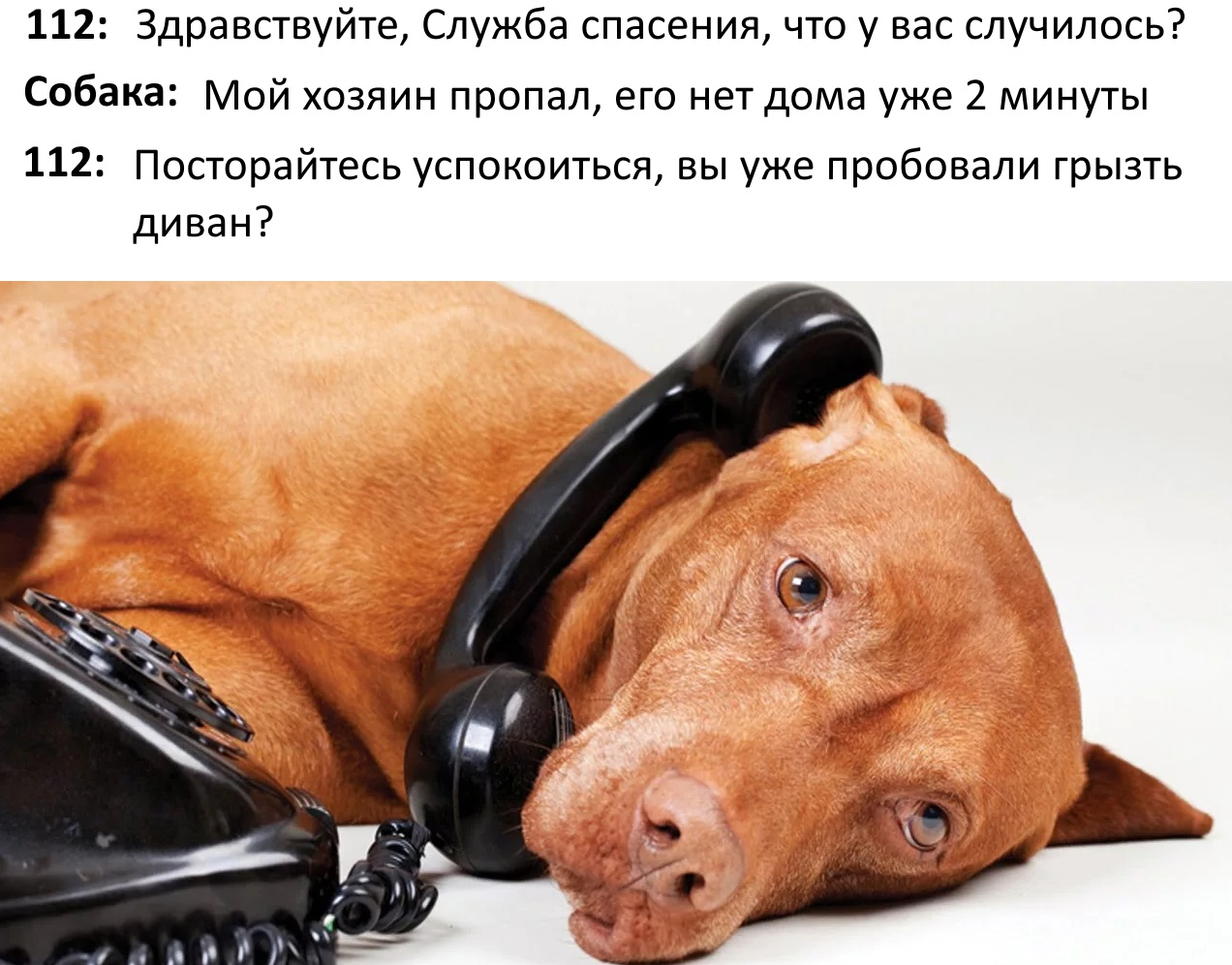 Собака разговаривает по телефону