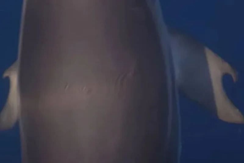 В Греции обнаружили редкого дельфина с «большими пальцами» (2 фото)